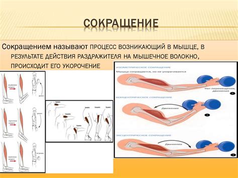 Эмоциональные факторы и сокращения мышц