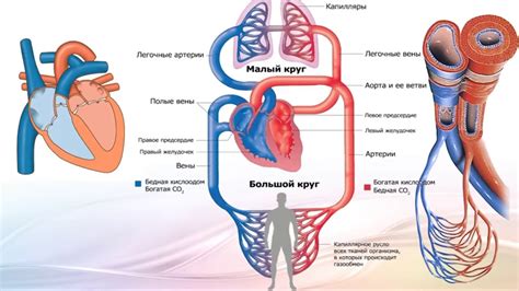 Эндогенное дыхание: основные принципы и механизмы работы