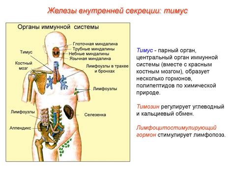 Эндокринная система и иммунитет