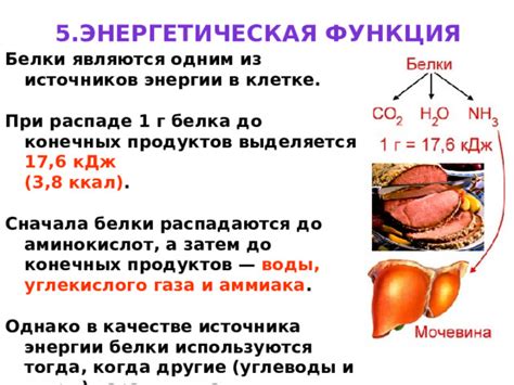 Энергетическая функция белка