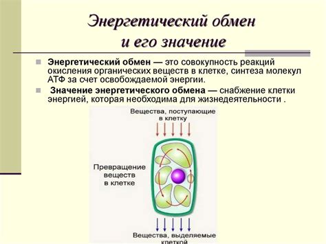 Энергетический метаболизм и его значение