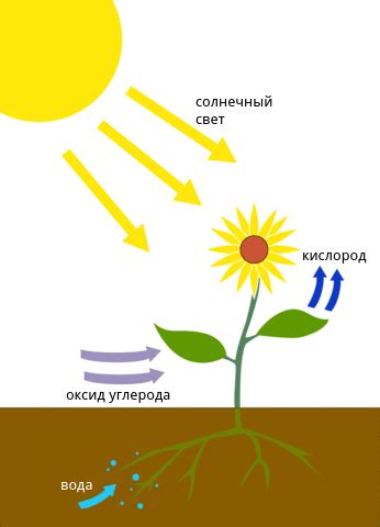 Энергия солнечных лучей и насыщение воды теплом