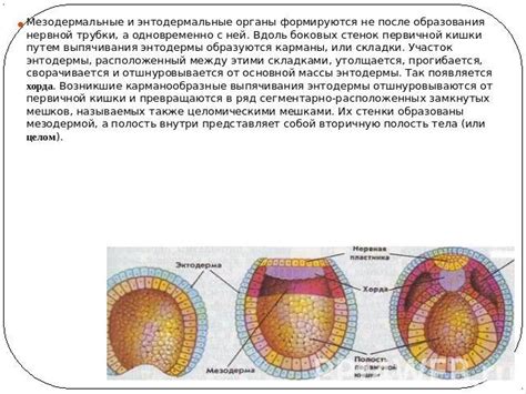 Энтодермальные нарушения и их последствия