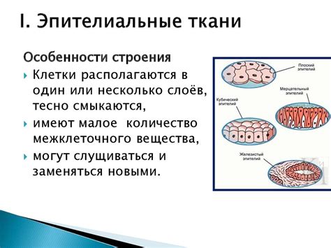 Эпителиальные клетки: особенности