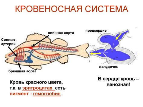 Эпителиальные клетки и выделительная система