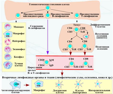 Эпителиальные клетки и их роль в иммунной системе