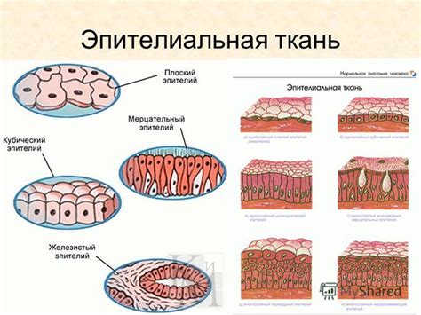 Эпителиальные ткани