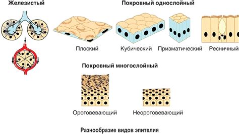 Эпителий кошачий класс 3