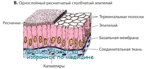 Эпителий плоского поверхностного слоя и его роль в защите организма