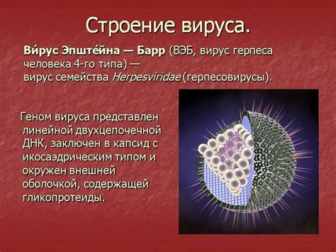 Эпштейн-Барр отрицательный и здоровье: связь и последствия