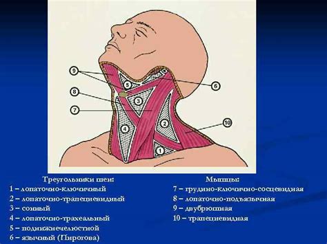 Эротическое значение кусания шеи