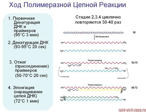 Этапы ВИЧ ПЦР: от подготовки образца к получению результатов