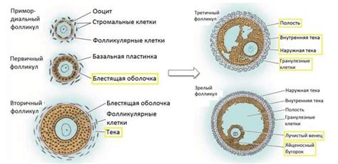 Этапы зреения фолликулов