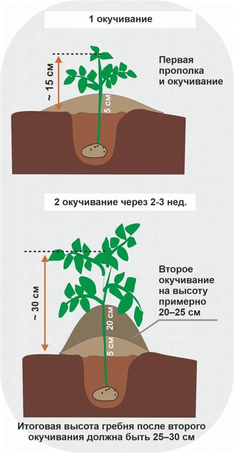 Этапы окучивания: подготовка и выполнение