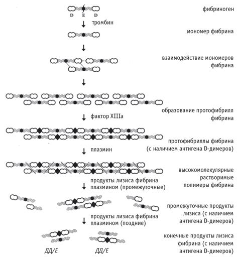 Этапы процесса образования фибрина