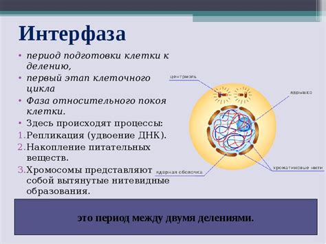 Этап подготовки к прямому делению клетки