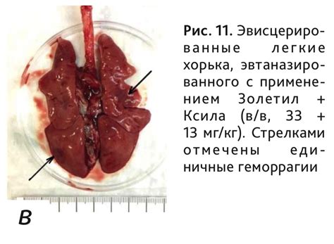 Этика эвтаназии у животных