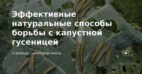 Эффективные методы борьбы с винным бражником гусеницей