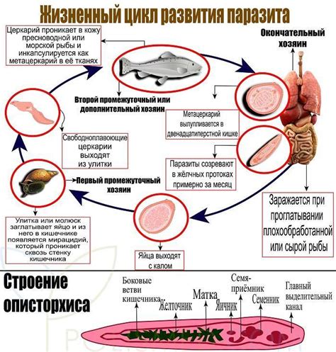 Эффективные методы лечения описторхоза