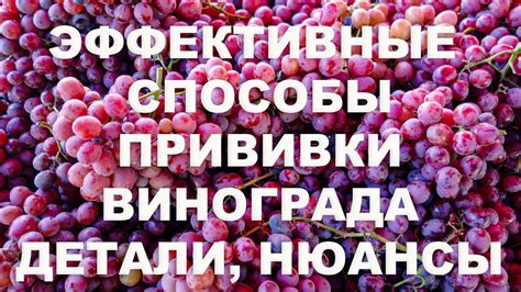 Эффективные способы активизации спящего винограда