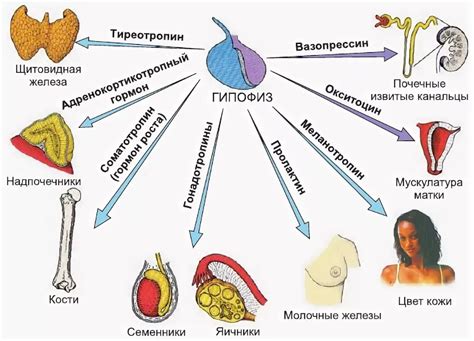 Эффекты несовместимости на организм