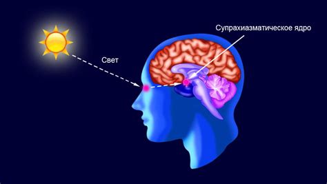 Эффекты солнечного света на организм