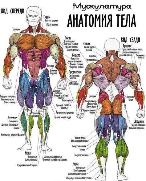 Эффект анатомического поддержания тела