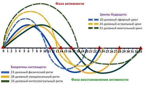 Эффект старения на биоритмы