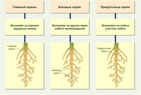 Южные корни и их роль в экологии