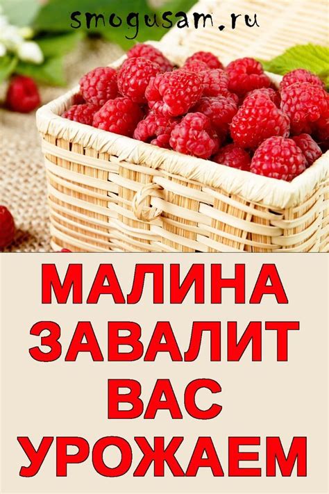 Ягоды как символ гармонии и пользы в сновидениях