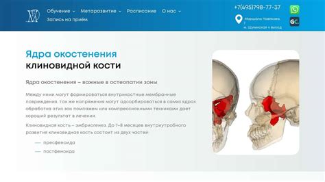 Ядра окостенения и возможные проблемы