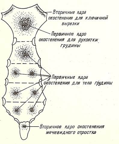 Ядра окостенения и эволюция