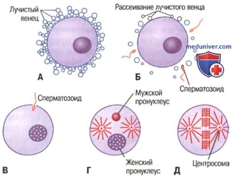 Яйцеклетка как основа размножения в животном мире