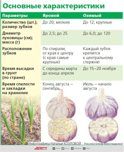 Яровой чеснок: интересные факты