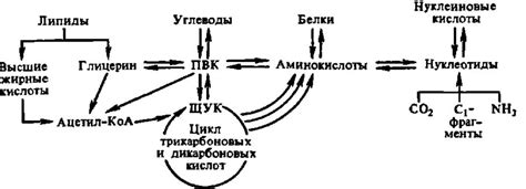  Взаимосвязь с обменом веществ 