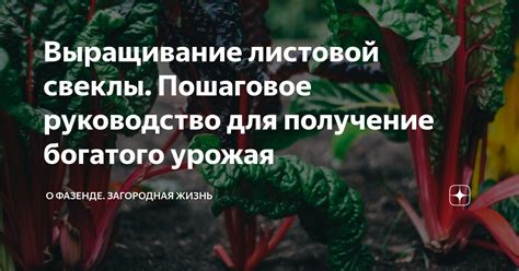  Влияние богатого урожая пышной свеклы во сновидении на жизнь представительницы прекрасного пола 