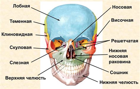  Влияние оксипитальной кости на форму головы и лица 