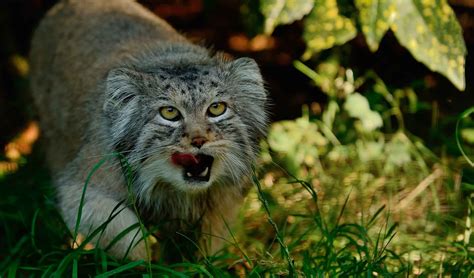  Внешний вид грузинской кошки 