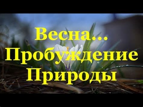  Возвращение радости и эмоционального исцеления: сновидения о пробуждении природы 