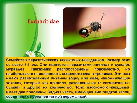  Воздействие длинных прядей и паразитических насекомых во снах на нашу судьбу 