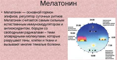  Где производится мелатонин? 