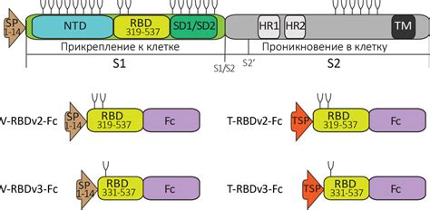  Значение нуклеокапсидного белка IgG 