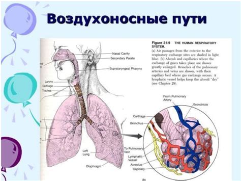  Значение перевода дыхания 