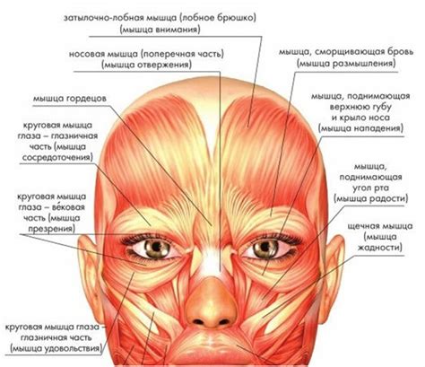  Значение тренировки лицевых мышц для предотвращения морщин около носа 