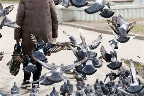  Значения мертвых голубей в сновидениях: как расшифровать символику?
