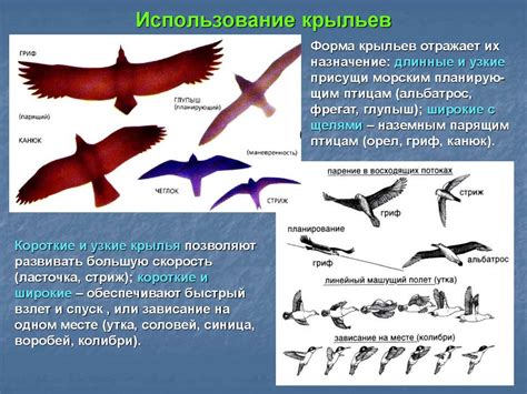  Использование крыльев в современной символике 