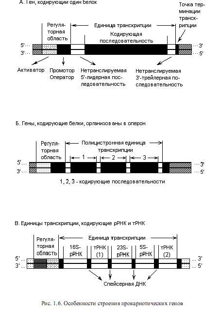  Какова функция инертной прикормки