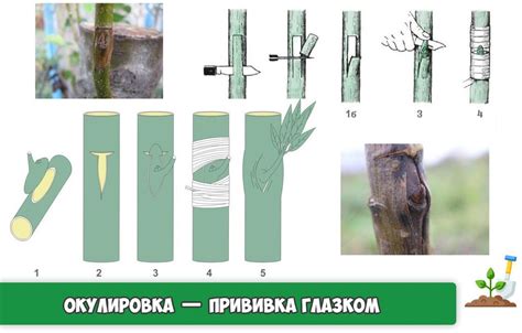  Как проводится процедура окулировки? 