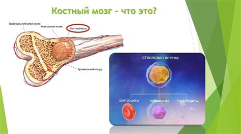  Костный мозг клеточный и иммунная система 