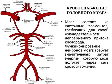  Кровоснабжение головного мозга 